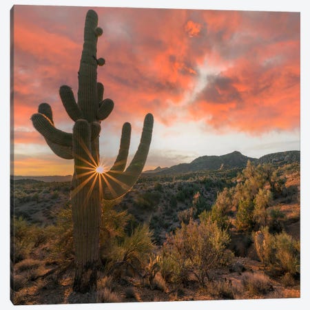 Saguaro Cactus At Sunset, Poachie Range, Arizona Canvas Print #TFI1958} by Tim Fitzharris Art Print