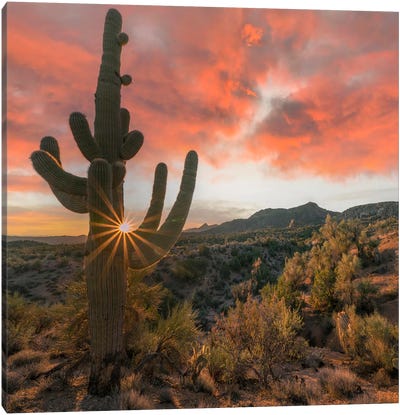 Saguaro Cactus At Sunset, Poachie Range, Arizona Canvas Art Print - Cactus Art