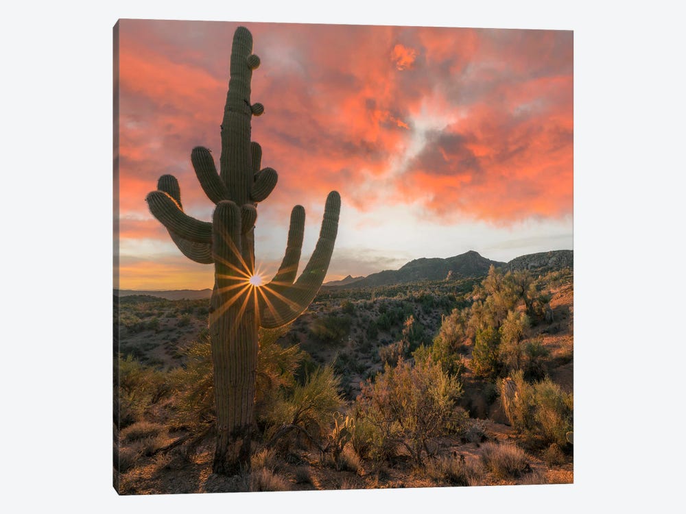 Saguaro Cactus At Sunset, Poachie Range, Arizona by Tim Fitzharris 1-piece Canvas Artwork