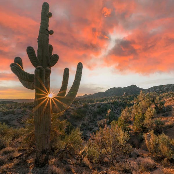 Minden Pictures: Saguaro Cactus At Sunset, Poachie Range, Arizona by Tim Fitzharris