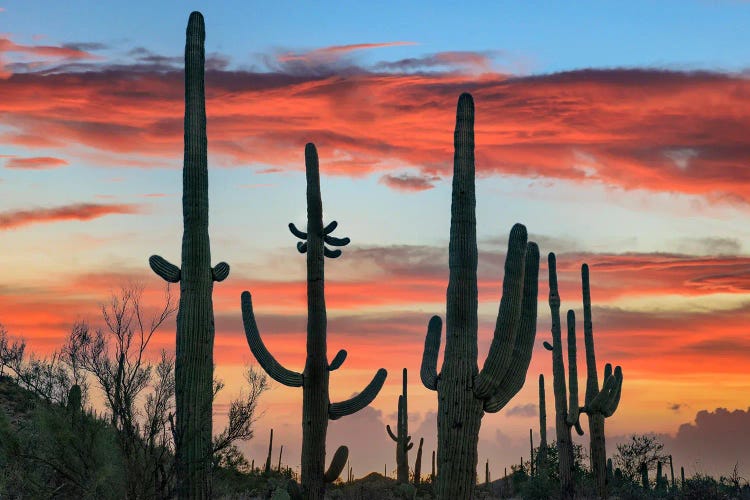 Saguaro Cacti At Sunset, Saguaro National Park, Arizona I