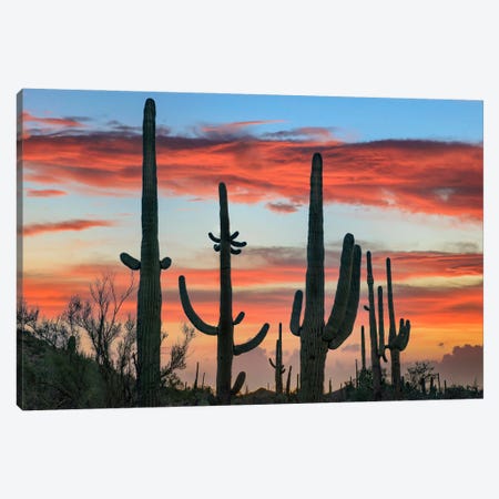 Saguaro Cacti At Sunset, Saguaro National Park, Arizona I Canvas Print #TFI1959} by Tim Fitzharris Canvas Print