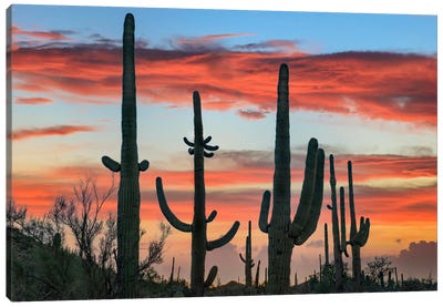 Saguaro Cacti At Sunset, Saguaro National Park, Arizona I Canvas Art Print - Tim Fitzharris