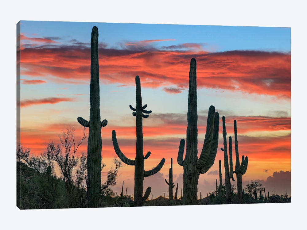 Saguaro Cacti At Sunset, Saguaro National Park, Arizona I by Tim Fitzharris 1-piece Canvas Print