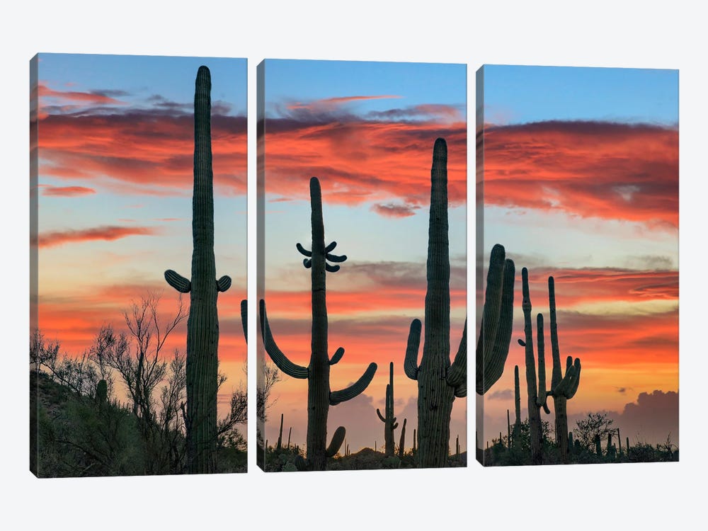 Saguaro Cacti At Sunset, Saguaro National Park, Arizona I by Tim Fitzharris 3-piece Canvas Art Print