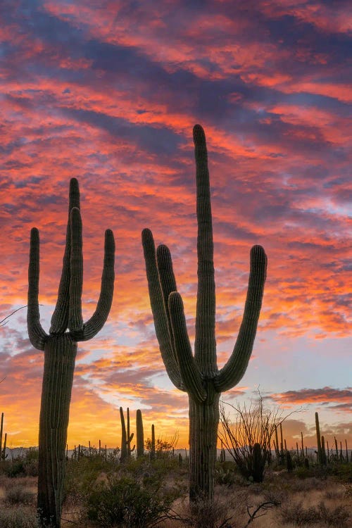 Saguaro Cacti At Sunset, Saguaro National Park, Arizona II