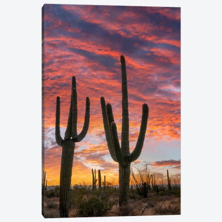 Saguaro Cacti At Sunset, Saguaro National Park, Arizona II Canvas Print #TFI1960} by Tim Fitzharris Canvas Art