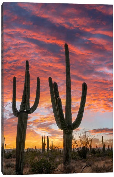 Saguaro Cacti At Sunset, Saguaro National Park, Arizona II Canvas Art Print - Tim Fitzharris