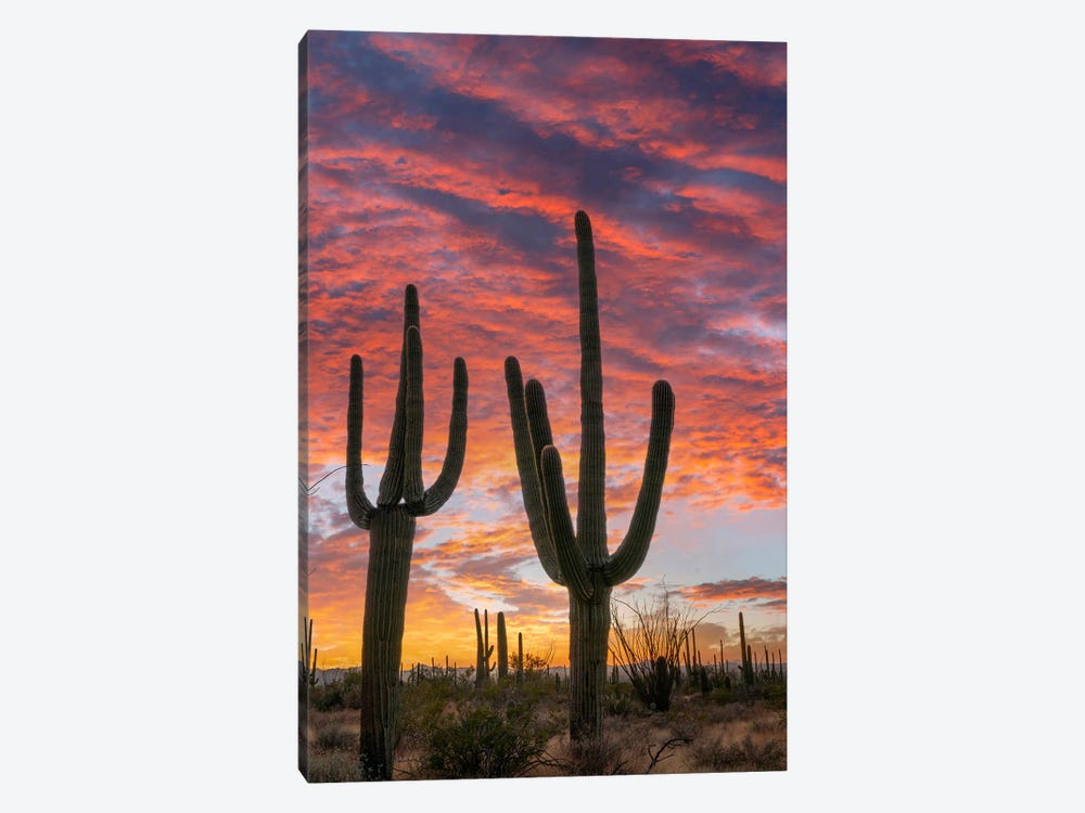 Saguaro Cacti At Sunset, Saguaro National Park, Arizona II by Tim Fitzharris 1-piece Canvas Art Print