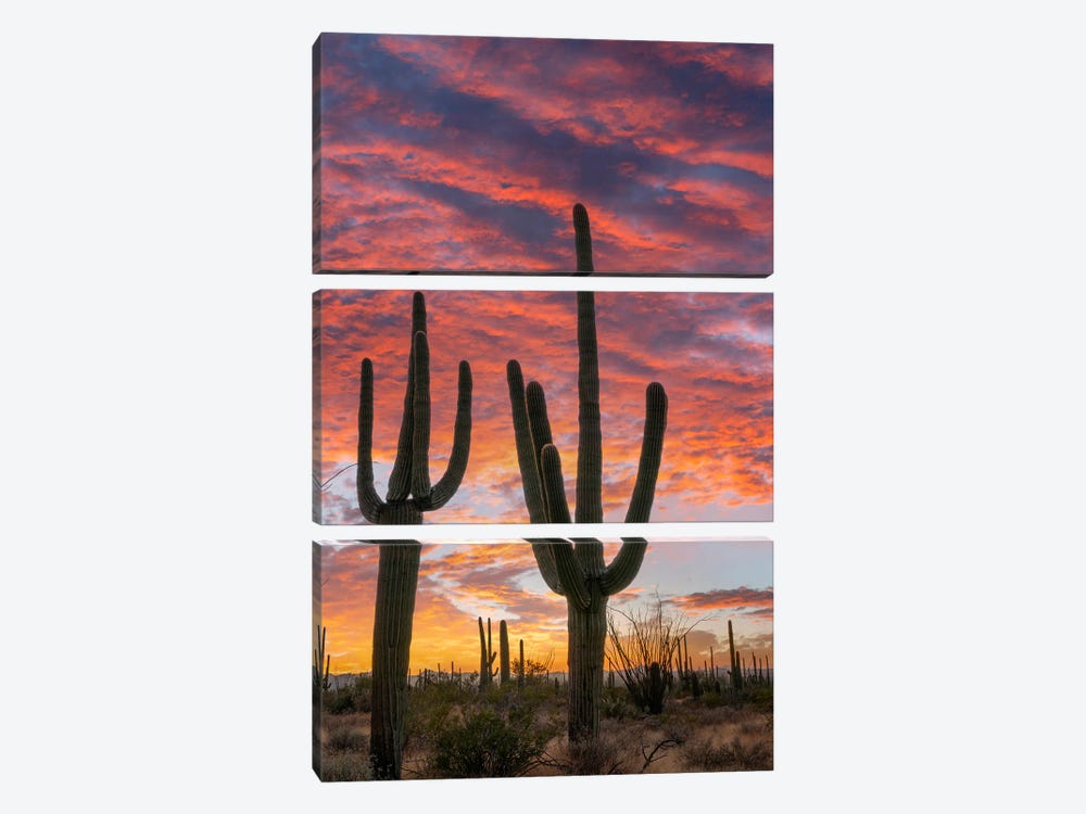 Saguaro Cacti At Sunset, Saguaro National Park, Arizona II by Tim Fitzharris 3-piece Canvas Art Print