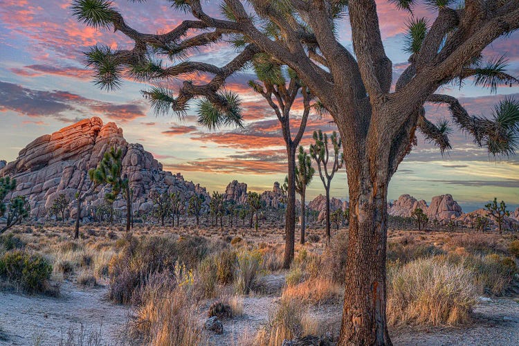 Joshua Trees At The Wonderland Of Rocks, Joshua Tree National Park, California I by Tim Fitzharris wall art