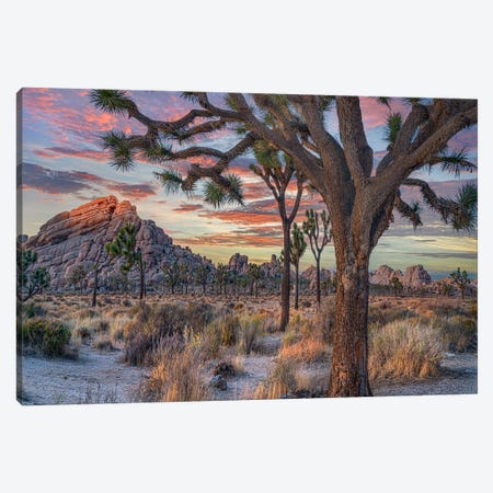 Joshua Trees At The Wonderland Of Rocks, Joshua Tree National Park, California I Canvas Print #TFI1961} by Tim Fitzharris Canvas Artwork