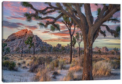 Joshua Trees At The Wonderland Of Rocks, Joshua Tree National Park, California I Canvas Art Print - Joshua Tree National Park