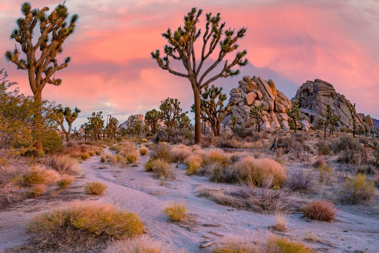 Joshua Trees At The Wonderland Of Rocks, Joshua Tree National Park, California II by Tim Fitzharris wall art