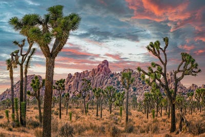 Joshua Trees At The Wonderland Of Rocks, Joshua Tree National Park, California III by Tim Fitzharris framed canvas print
