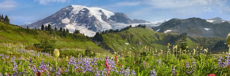 Wildflowers In Meadow, Mount Rainier National Park, Washington