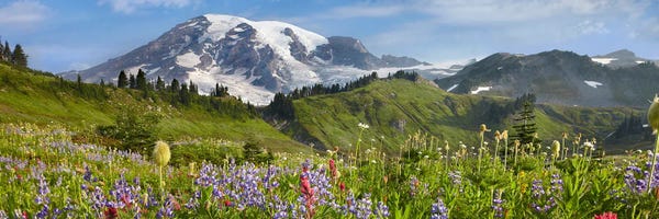 Wildflowers In Meadow, Mount Rainier National Park, Washington