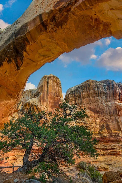 Hickman Bridge, Capitol Reef National Park, Utah by Tim Fitzharris wall art