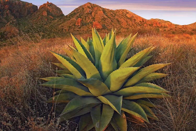 Agave Plants And Chisos Mountains Seen From Chisos Basin, Big Bend National Park, Chihuahuan Desert, Texas