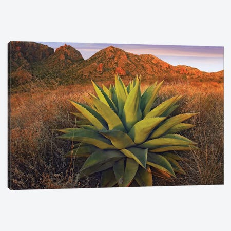 Agave Plants And Chisos Mountains Seen From Chisos Basin, Big Bend National Park, Chihuahuan Desert, Texas Canvas Print #TFI19} by Tim Fitzharris Art Print