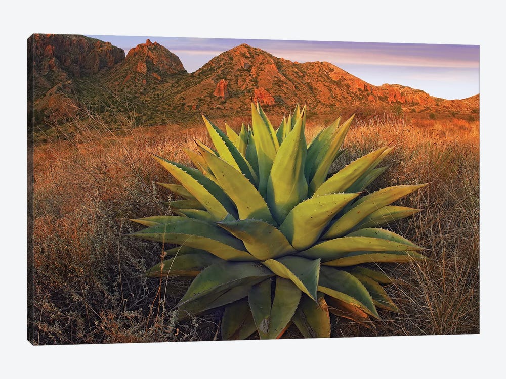 Agave Plants And Chisos Mountains Seen From Chisos Basin, Big Bend National Park, Chihuahuan Desert, Texas by Tim Fitzharris 1-piece Canvas Art