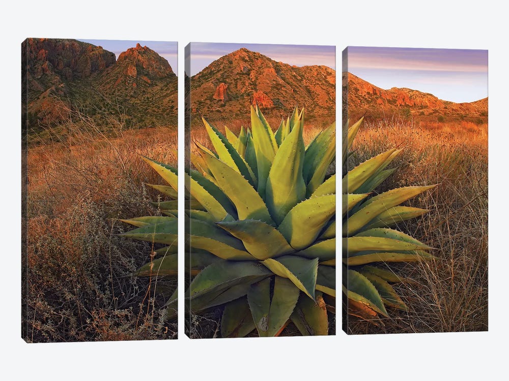 Agave Plants And Chisos Mountains Seen From Chisos Basin, Big Bend National Park, Chihuahuan Desert, Texas by Tim Fitzharris 3-piece Canvas Art