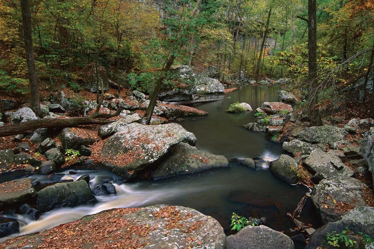 Cedar Creek Flowing Through Deciduous Forest, Petit Jean State Park, Arkansas by Tim Fitzharris wall art