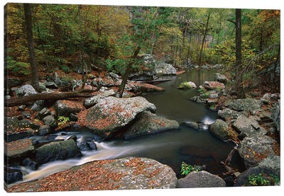 Cedar Creek Flowing Through Deciduous Forest, Petit Jean State Park, Arkansas Canvas Art Print - Arkansas