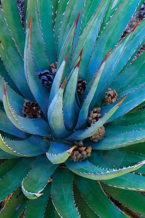 Agave Plants With Pine Cones, North America