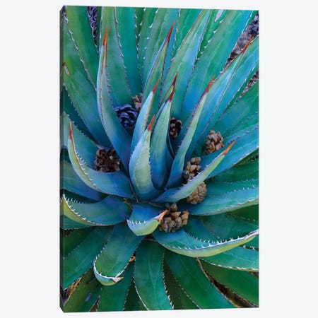 Agave Plants With Pine Cones, North America Canvas Print #TFI20} by Tim Fitzharris Canvas Art