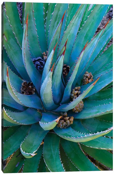 Agave Plants With Pine Cones, North America Canvas Art Print - Macro Photography