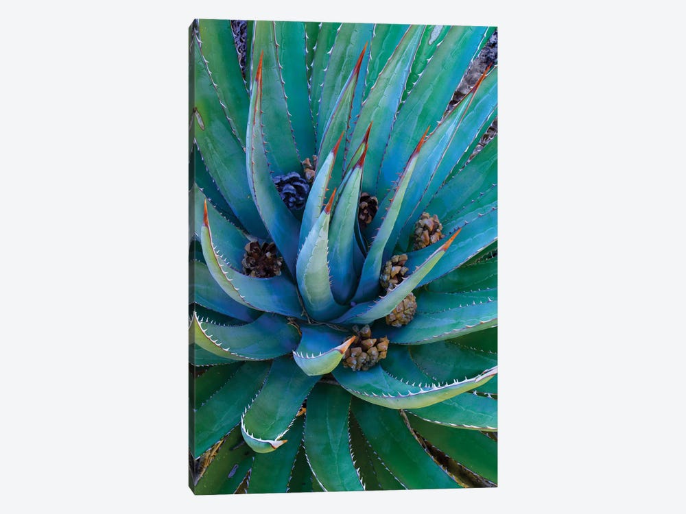 Agave Plants With Pine Cones, North America by Tim Fitzharris 1-piece Canvas Wall Art