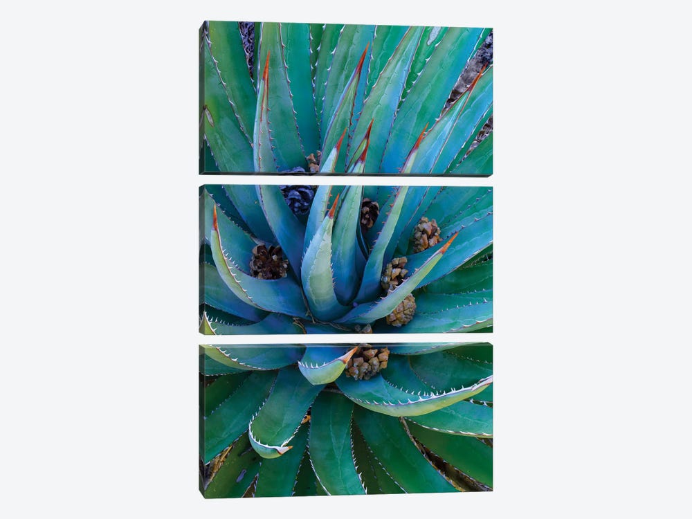 Agave Plants With Pine Cones, North America by Tim Fitzharris 3-piece Canvas Wall Art