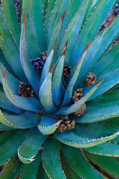 Macro Photography: Agave Plants With Pine Cones, North America by Tim Fitzharris