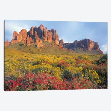 Chuparosa And Brittlebush, Superstition Mountains, Arizona Canvas Print #TFI210} by Tim Fitzharris Canvas Art Print