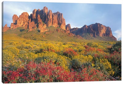 Chuparosa And Brittlebush, Superstition Mountains, Arizona Canvas Art Print - Tim Fitzharris