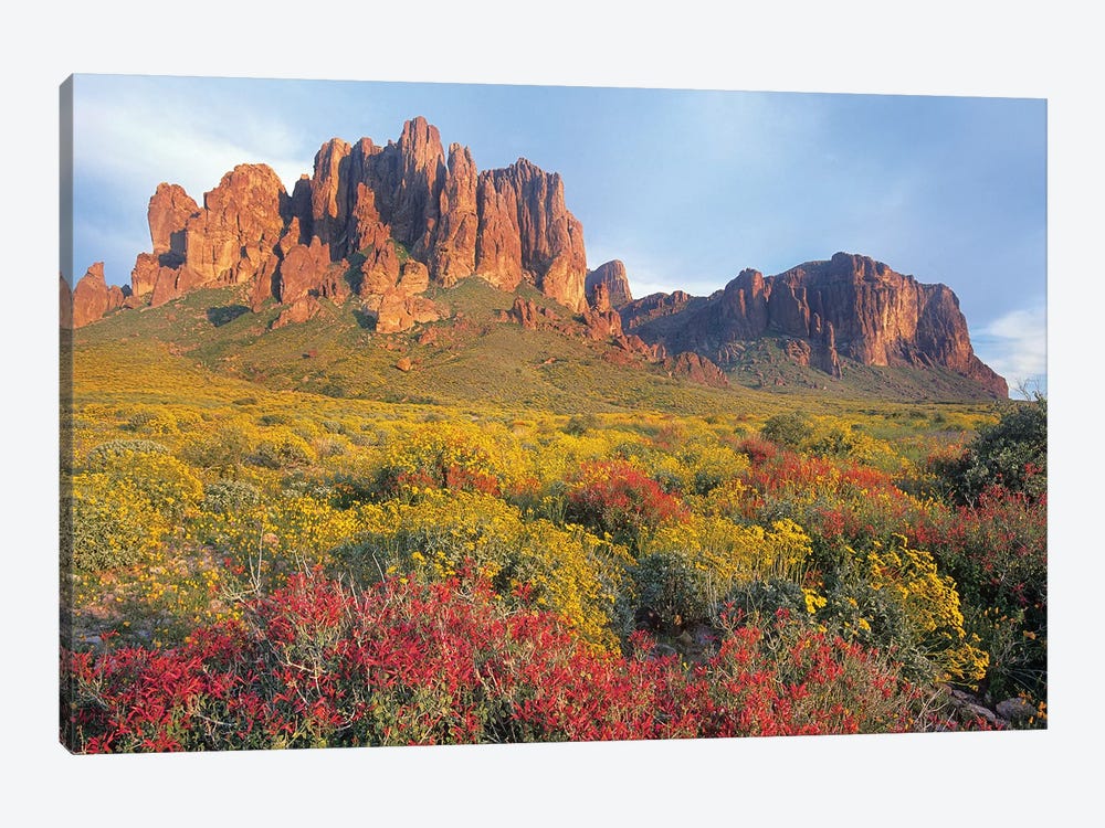 Chuparosa And Brittlebush, Superstition Mountains, Arizona by Tim Fitzharris 1-piece Canvas Artwork