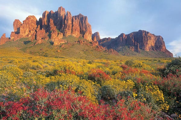 Arizona: Chuparosa And Brittlebush, Superstition Mountains, Arizona by Tim Fitzharris