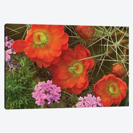 Claret Cup Cactus And Verbena Detail Of Flowers In Bloom, North America Canvas Print #TFI216} by Tim Fitzharris Canvas Artwork