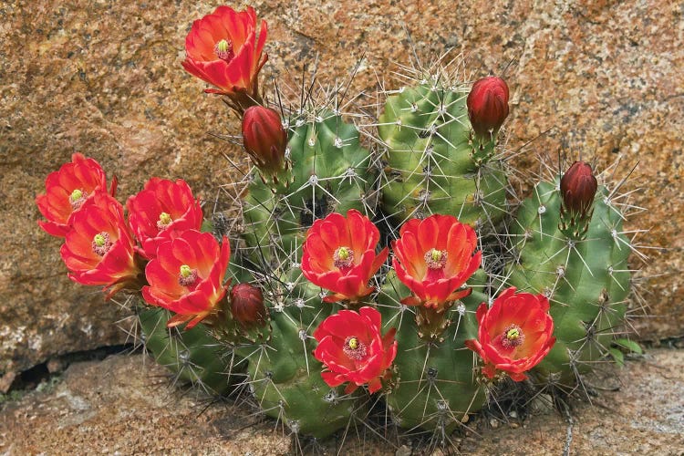 Claret Cup Cactus Flowering, Utah