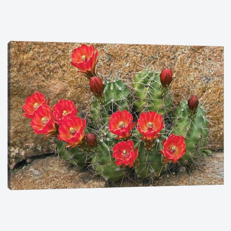 Claret Cup Cactus Flowering, Utah Canvas Print #TFI219} by Tim Fitzharris Canvas Print