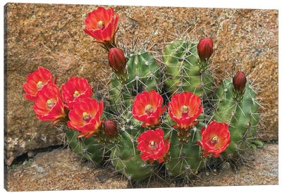 Claret Cup Cactus Flowering, Utah Canvas Art Print - Tim Fitzharris