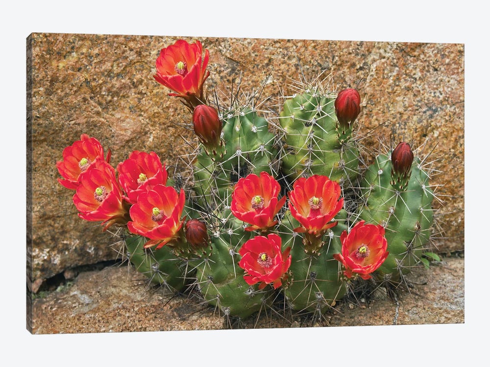 Claret Cup Cactus Flowering, Utah by Tim Fitzharris 1-piece Canvas Print