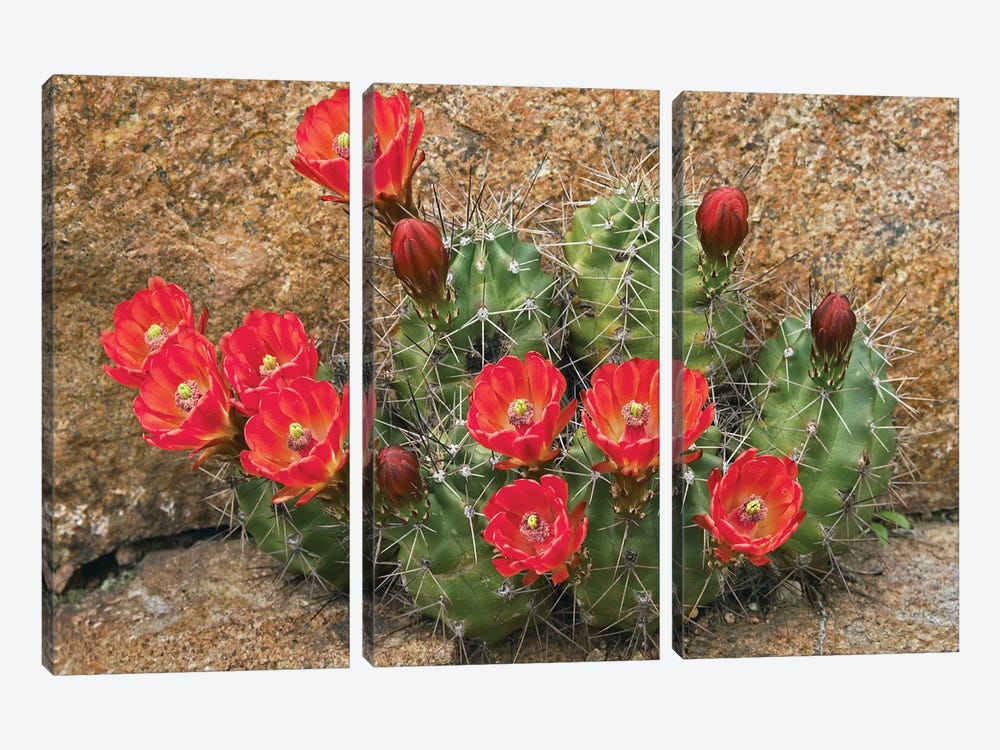 Claret Cup Cactus Flowering, Utah by Tim Fitzharris 3-piece Art Print