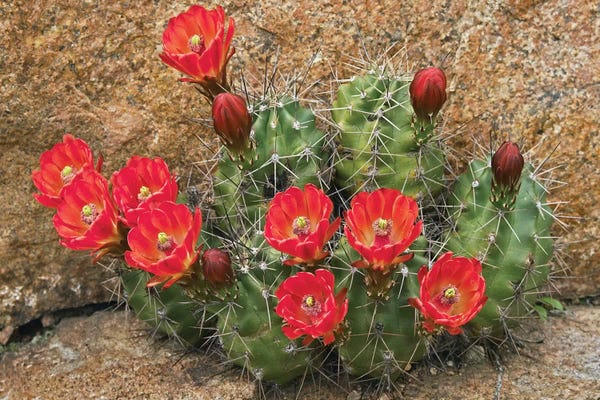 Utah: Claret Cup Cactus Flowering, Utah by Tim Fitzharris