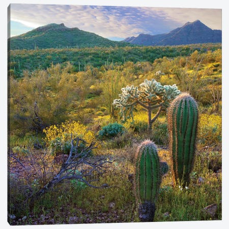 Ajo Mountains, Organ Pipe Cactus National Monument, Sonoran Desert, Arizona Canvas Print #TFI21} by Tim Fitzharris Canvas Art