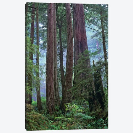Coast Redwood Old Growth Stand, Del Norte Coast Redwoods State Park, California Canvas Print #TFI228} by Tim Fitzharris Canvas Artwork