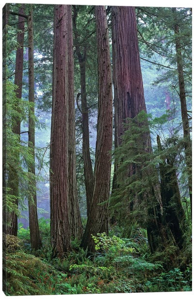 Coast Redwood Old Growth Stand, Del Norte Coast Redwoods State Park, California Canvas Art Print - Redwood Trees