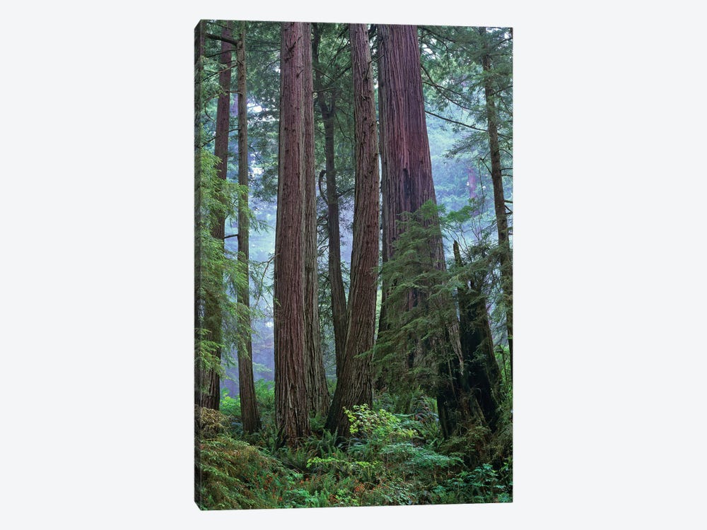 Coast Redwood Old Growth Stand, Del Norte Coast Redwoods State Park, California by Tim Fitzharris 1-piece Canvas Print