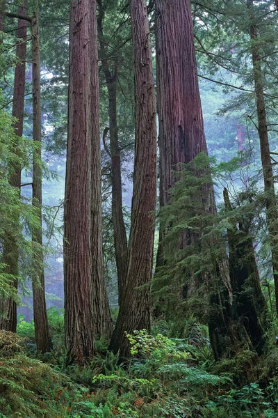 Tim Fitzharris: Coast Redwood Old Growth Stand, Del Norte Coast Redwoods State Park, California by Tim Fitzharris